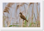 5 rastaskerttunen Acrocephalus arundinaceus_1649 * 900 x 600 * (259KB)